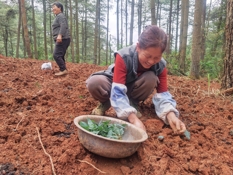 圖為： 南江鄉(xiāng)南江村山口組務(wù)工村民謝帝秀介紹黃精種植方法