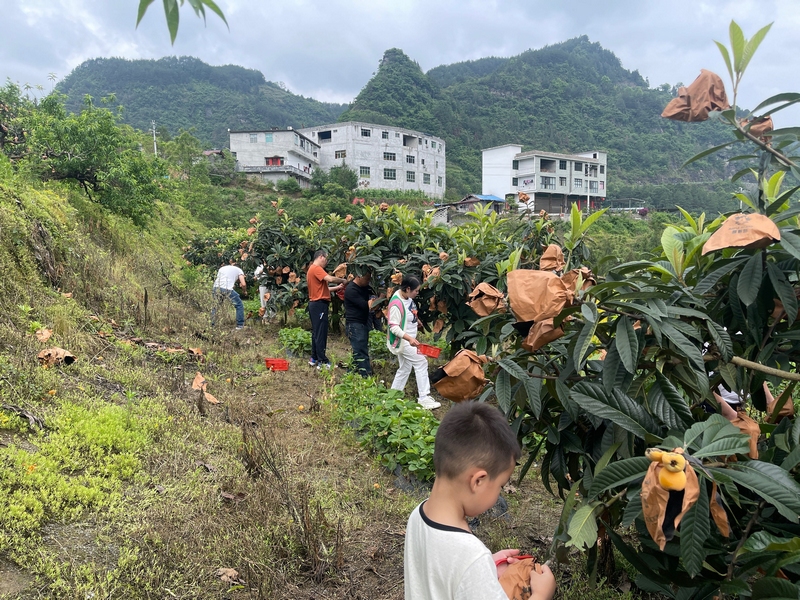 游客們在果園里摘枇杷