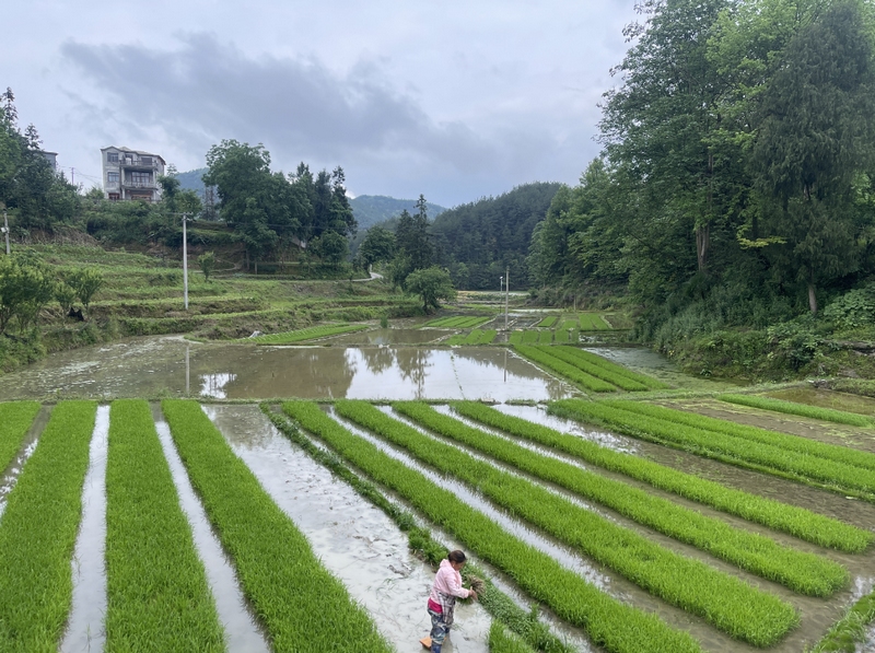 綠油油的稻秧