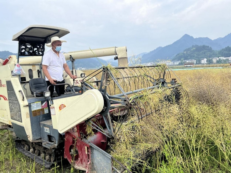 油菜陸續(xù)成熟農(nóng)民正在田間地頭有整體收割。