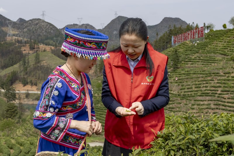 朵貝茶葉豐收季 貴銀員工來助力。