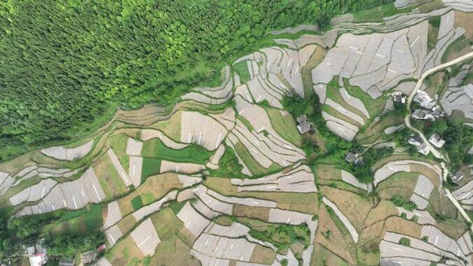 近日，在位于大方縣達溪鎮果這村的航天椒種植基地，務(wù)工人員正在搶抓有利天氣，栽種辣椒。