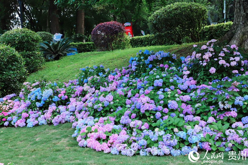 河濱公園內(nèi)綻放的繡球花。人民網(wǎng) 顧蘭云攝