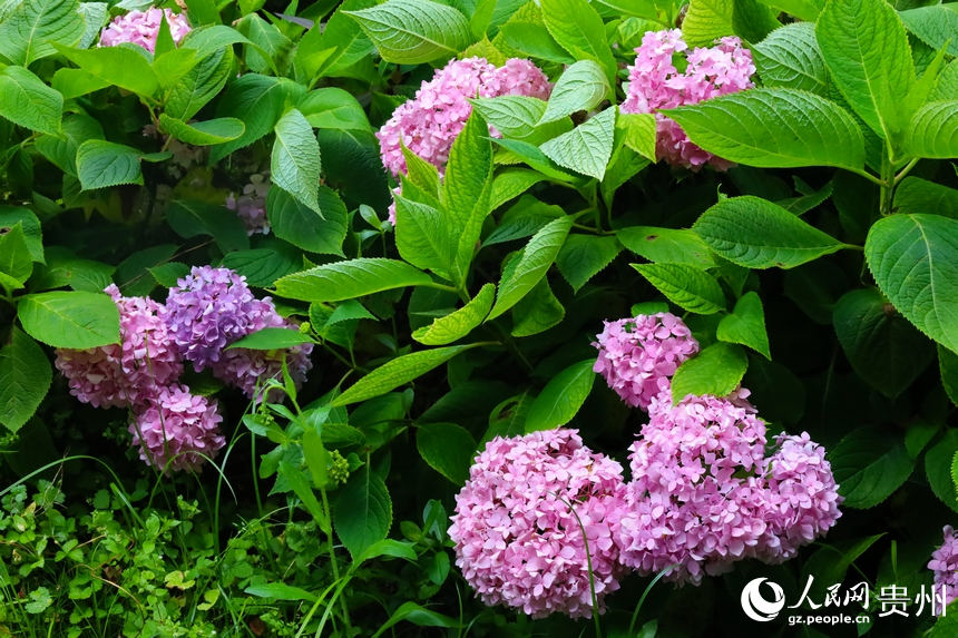 貴陽阿哈湖國家濕地公園里盛開的繡球花。人民網(wǎng) 潘佳倩攝