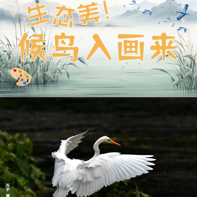 婁山觀(guān)·冬游季 | 貴州：生態(tài)美！ 候鳥(niǎo)入畫(huà)來(lái)