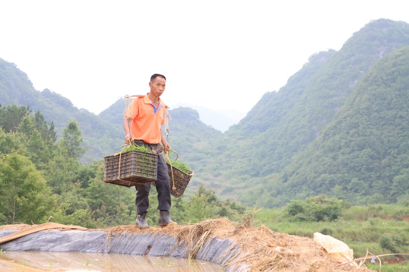 獨(dú)山：旱地改水田 致富新“稻”路。