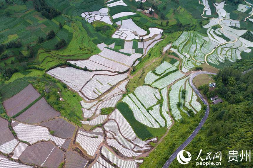 航拍貴州省畢節(jié)市大方縣對江鎮(zhèn)石桅村“大方皺椒”種植基地。人民網(wǎng)記者 涂敏攝