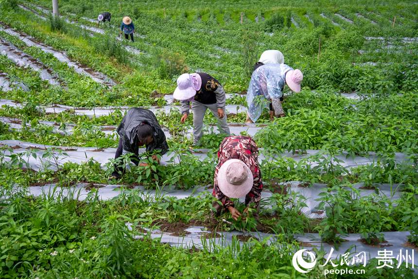 種植基地內(nèi)，農(nóng)戶為辣椒拔草、疏枝。人民網(wǎng)記者 涂敏攝