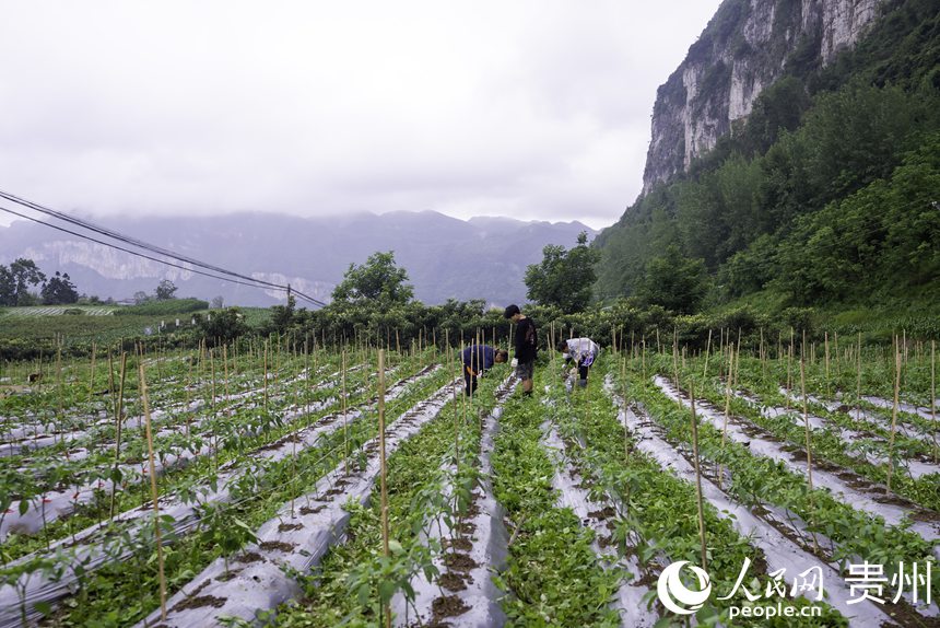 辣椒種植基地內(nèi)，農(nóng)戶對(duì)辣椒苗進(jìn)行加固。人民網(wǎng)記者 涂敏攝