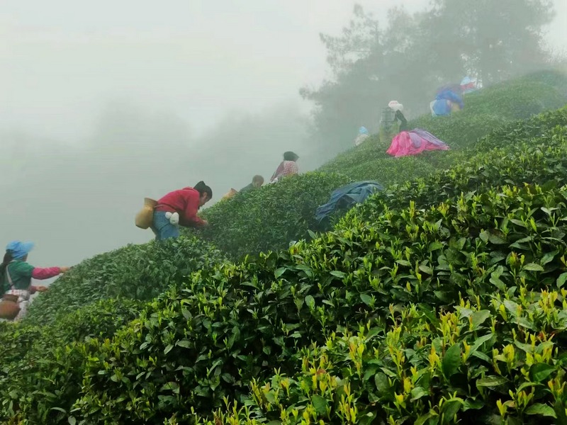 雷山茶農(nóng)在采茶。