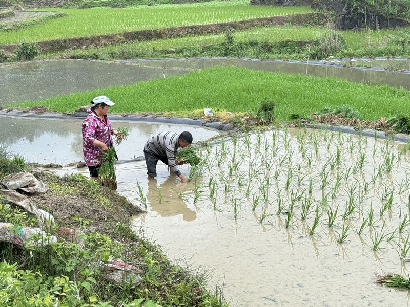 白云區(qū)麥架鎮(zhèn)擺茅村村民正在進(jìn)行水稻種植。圖片由工行清鎮(zhèn)支行提供