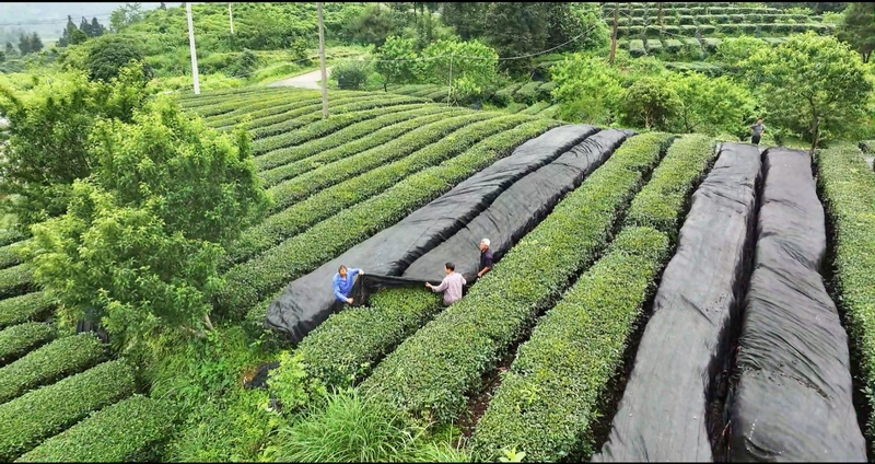 抹茶全產(chǎn)業(yè)鏈發(fā)展助力鄉(xiāng)村振興。