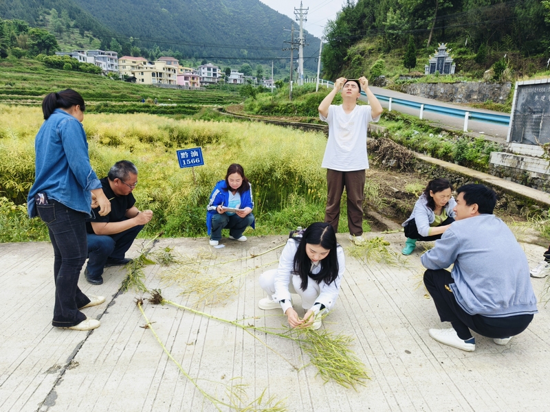 印江青年人才在田間地頭。