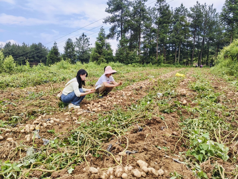 印江青年人才在田間地頭。