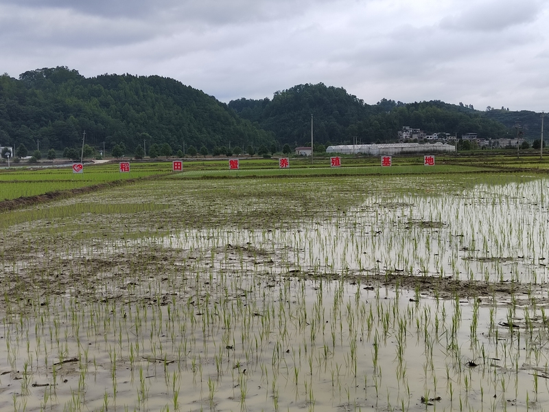 稻蟹共生基地。