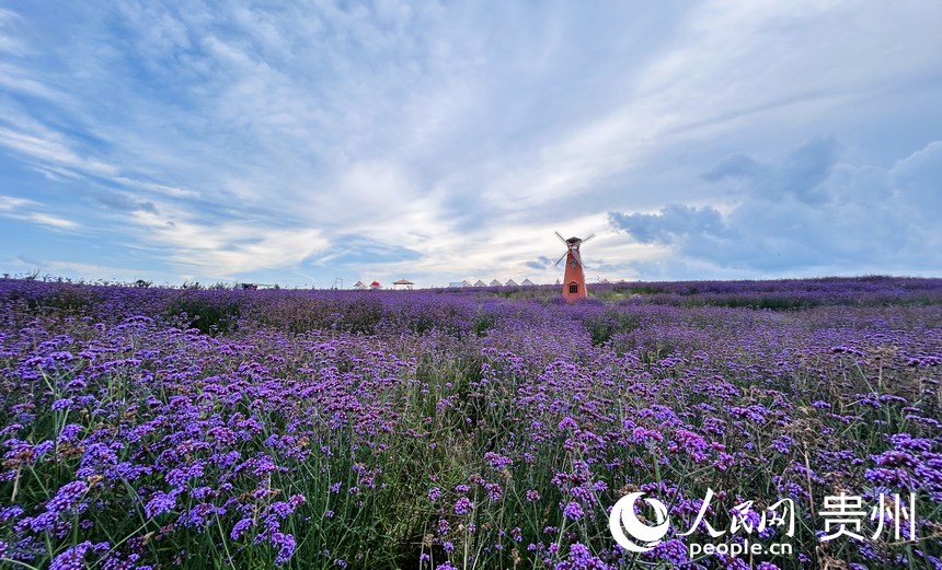 石門錦繡田園景區(qū)的夏季限定紫色花海等你來賞。人民網(wǎng) 敖嘉鈺攝