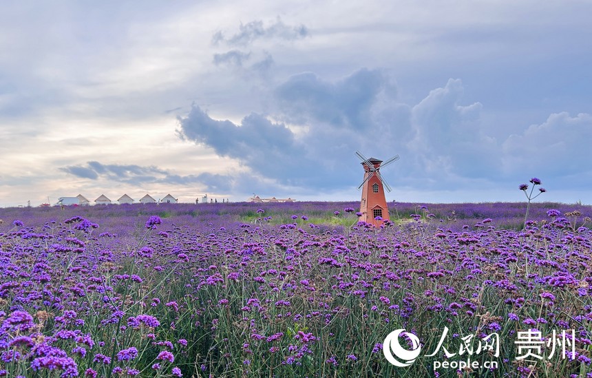 石門錦繡田園景區(qū)的夏季限定紫色花海等你來賞。人民網(wǎng) 敖嘉鈺攝