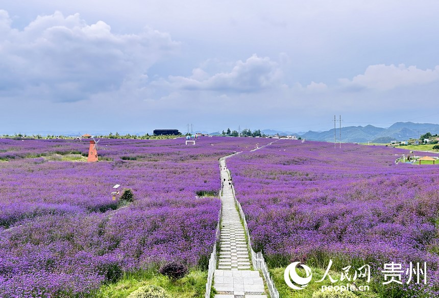 石門錦繡田園景區(qū)的夏季限定紫色花海等你來賞。人民網(wǎng) 敖嘉鈺攝