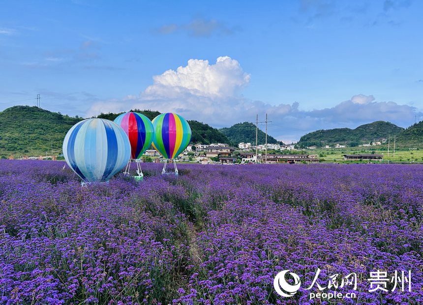 石門(mén)錦繡田園景區(qū)的夏季限定紫色花海等你來(lái)賞。人民網(wǎng) 敖嘉鈺攝