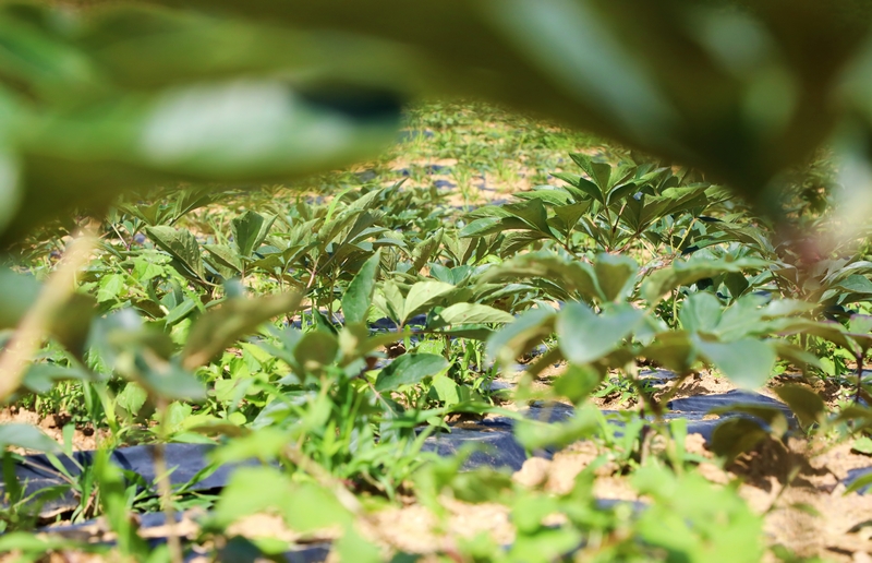 茅石鎮新橋村的白芍產(chǎn)業(yè)。 陳桂良攝