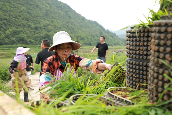 農(nóng)戶正在搬運(yùn)秧苗。