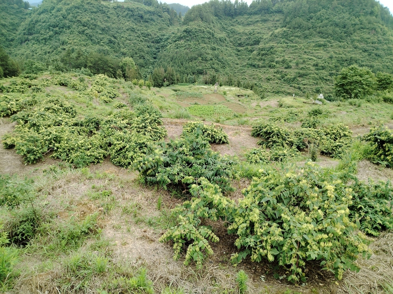 黑水鎮(zhèn)新典村金銀花種植基地