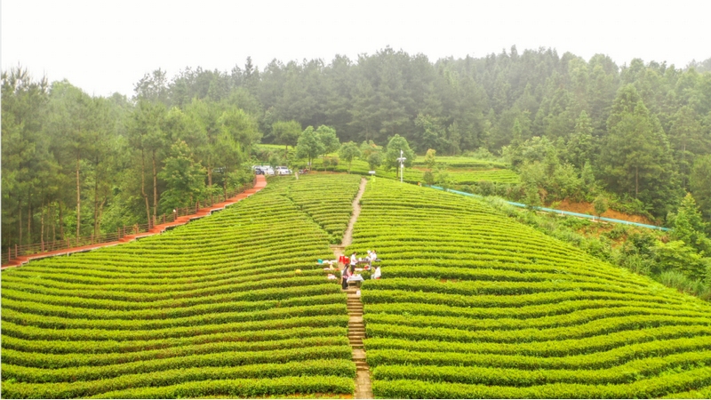 白葉一號茶山