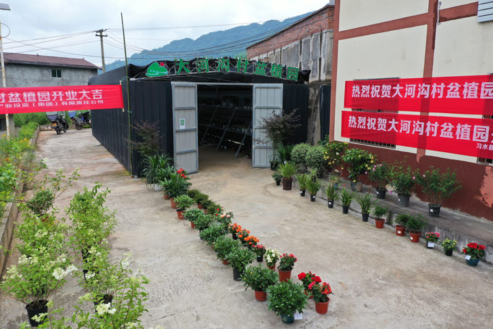 大河溝村盆植園。