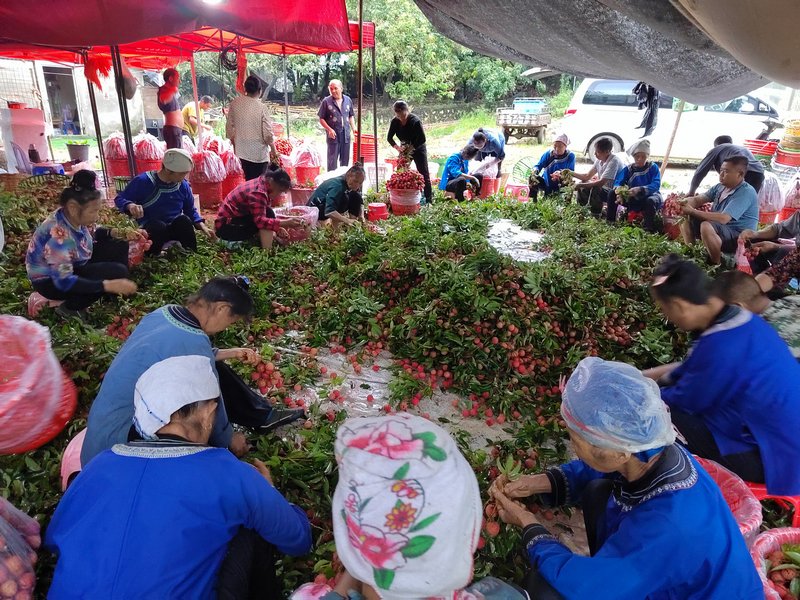 雷山赴佛山務(wù)工的群眾在分揀荔枝。