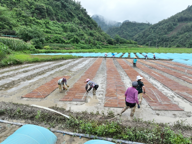 群眾在田地里開(kāi)展育秧工作。