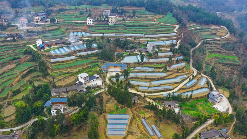 周寨村上寨新建的紅薯育苗基地