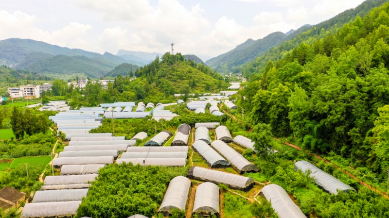 中界鎮(zhèn)大健康產(chǎn)業(yè)園鐵皮石斛示范基地