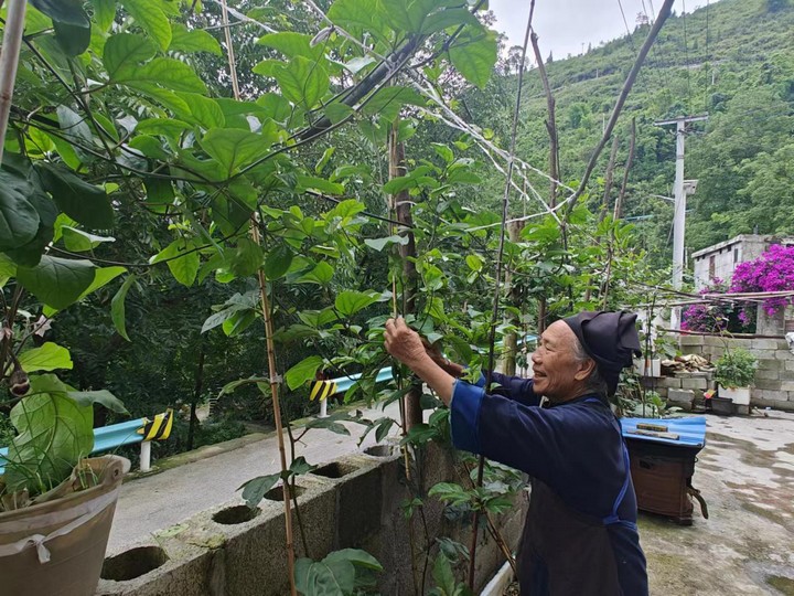 圖為群眾為百香果修剪枝條。