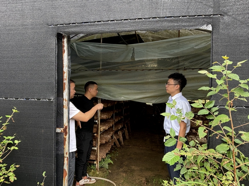 圖為工行興義桔山支行到晴隆縣大廠鎮(zhèn)高嶺村查看菌子種植基地.