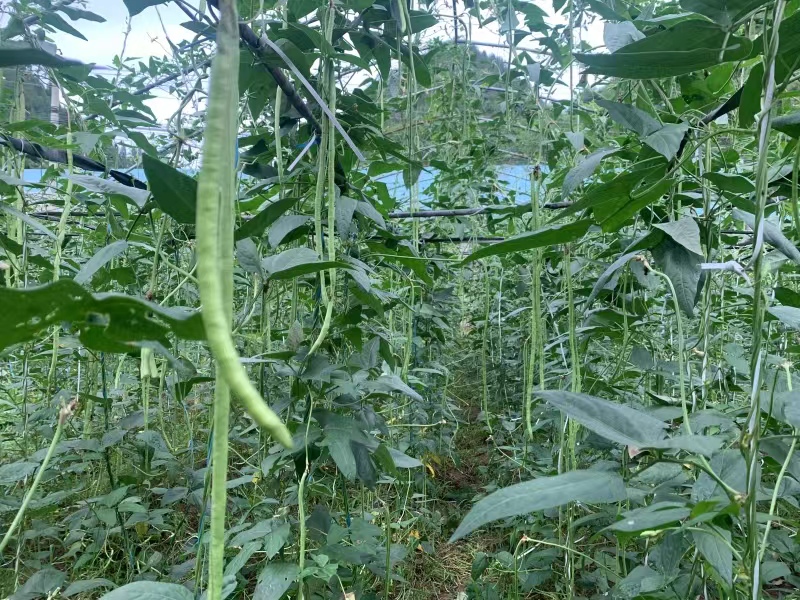 翠綠的豇豆密密麻麻懸掛在藤蔓上