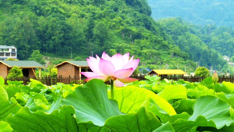 圖為水井村荷花園