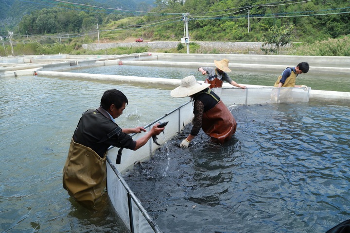 黃果樹龍宮鎮(zhèn)木廈河村冷水魚養(yǎng)殖。