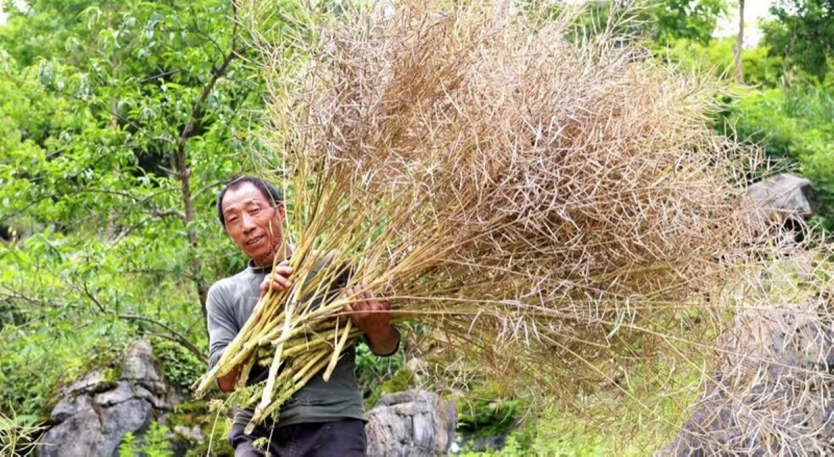 沿河：數千畝油菜收割忙