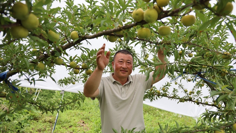 何學(xué)德是土生土長(zhǎng)的寶寨人，2017年返鄉(xiāng)創(chuàng)業(yè)，在政府部門扶植下，帶頭發(fā)展李子果園500畝，并配套機(jī)耕道、水肥一體化灌溉設(shè)施、物理防蟲設(shè)施、冷庫(kù)等。 修文縣融媒體中心姜繼恒 攝