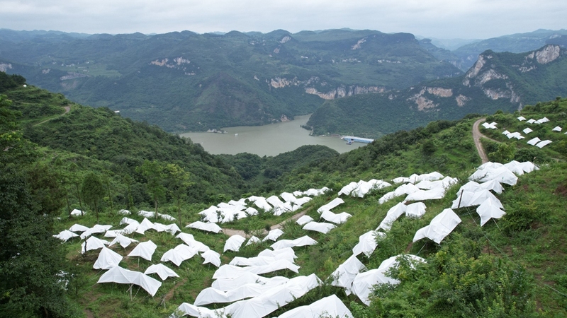 修文縣六桶鎮(zhèn)寶寨村大興田組的李子基地 修文縣融媒體中心查姜維 攝