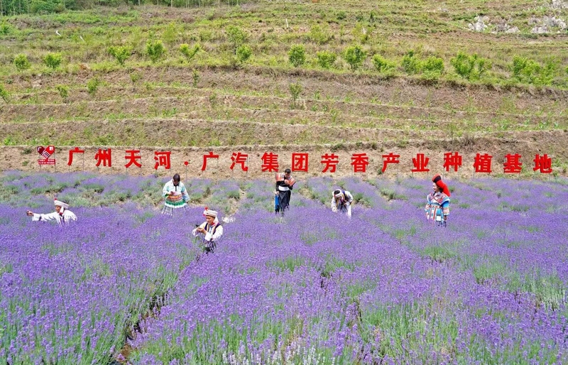 1、幫扶8年來，廣汽集團(tuán)在畢節(jié)大地上播種了一批民生產(chǎn)業(yè)。圖為畢節(jié)市李子村芳香產(chǎn)業(yè)種植基地。