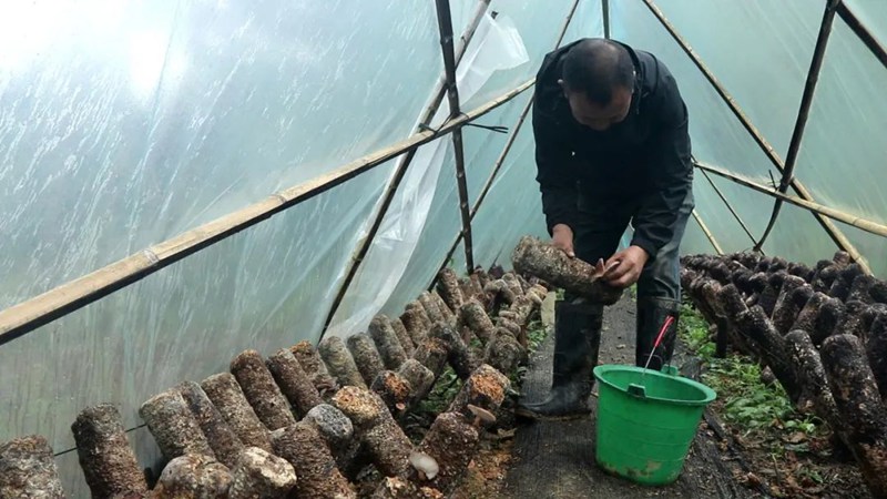 1、馬桑菌種植基地。程建平 攝