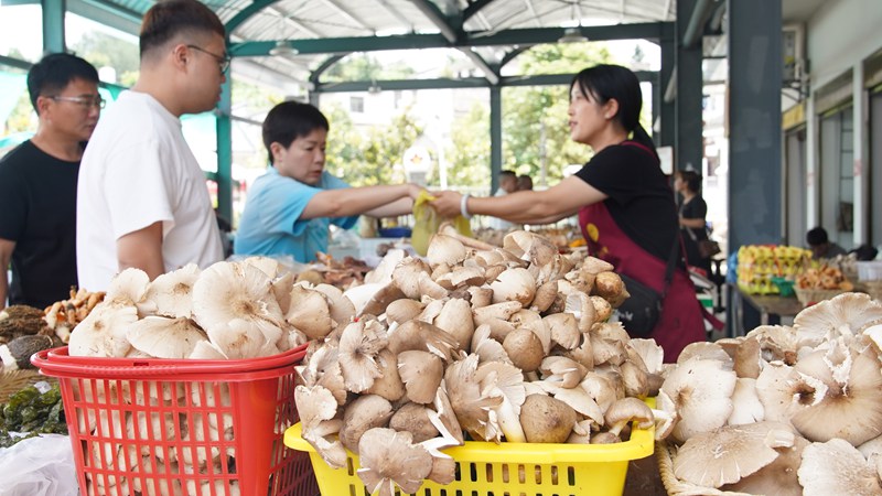 1、食客正在購(gòu)買(mǎi)野生菌。