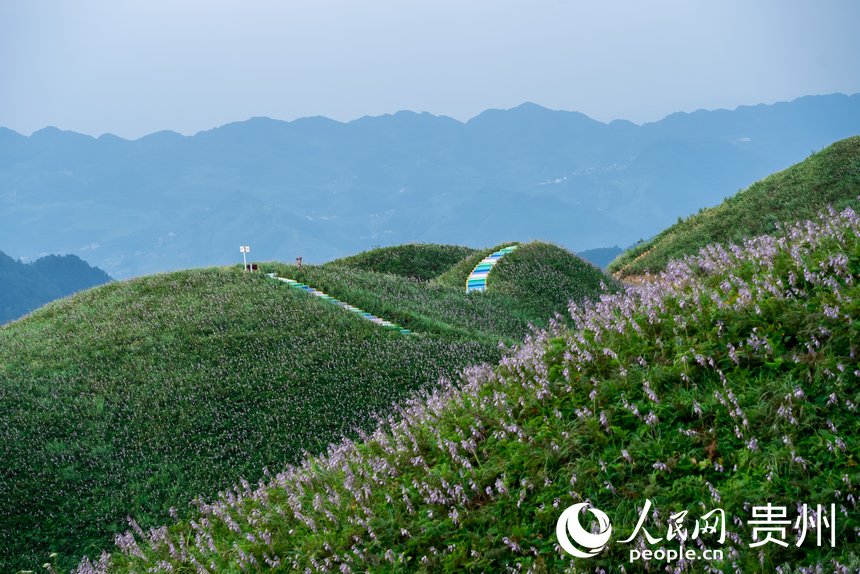 盛開的野生玉簪花。人民網(wǎng)記者 涂敏攝