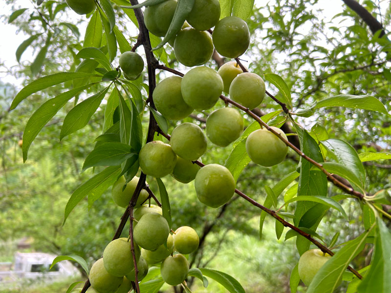 飽滿的果實(shí)。雙山村供圖