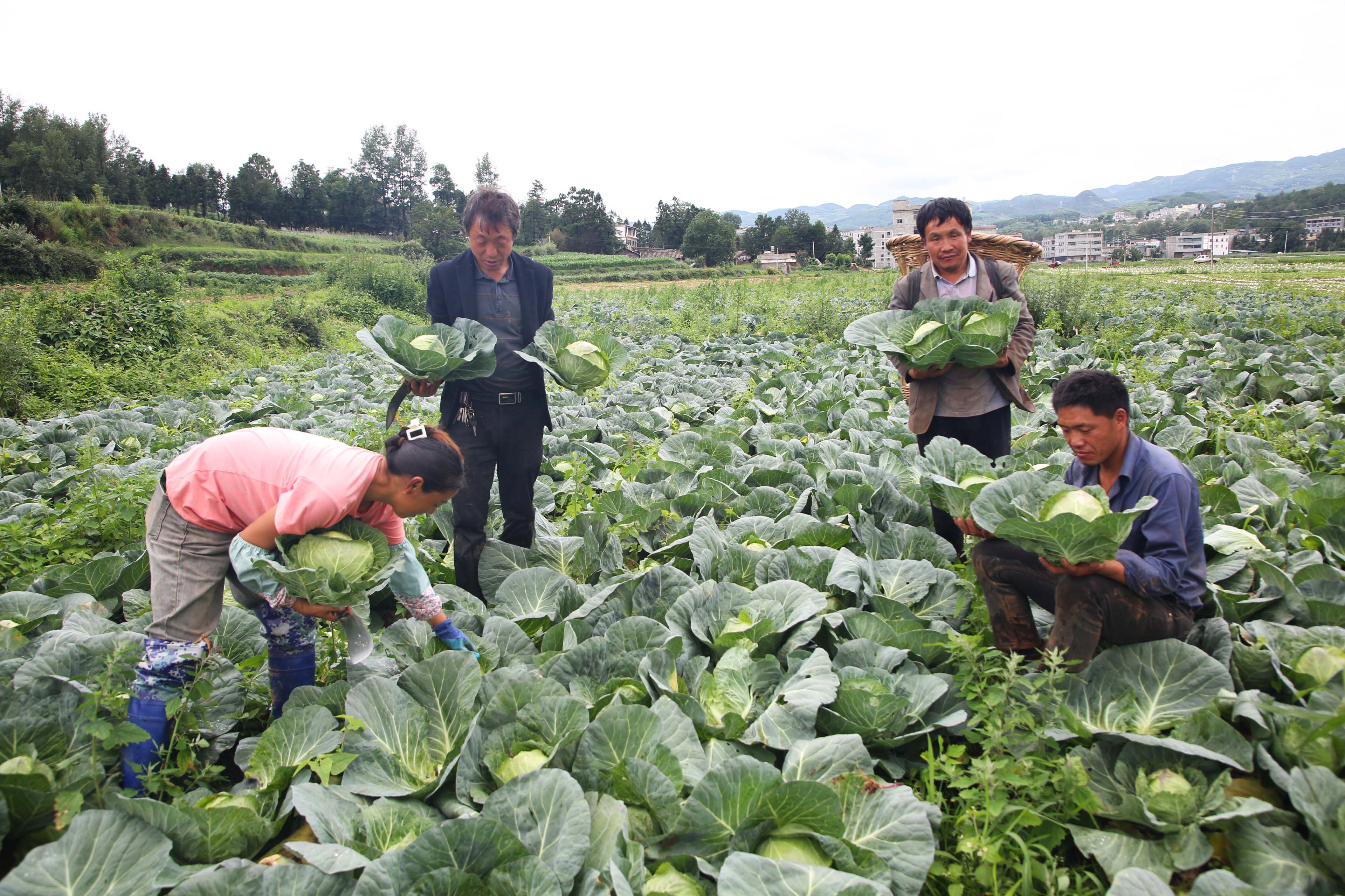 務(wù)工群眾正在幫忙采收蓮花白。