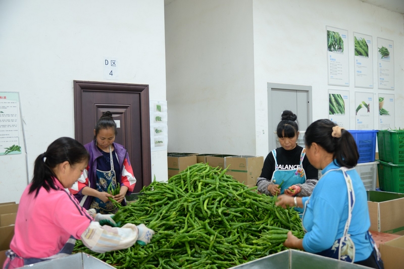 圖為村民在按標準對辣椒進行分揀裝箱。耀家昌 攝