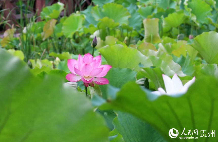 花溪十里河灘國家濕地公園內(nèi)的“水中仙”。人民網(wǎng) 潘佳倩攝