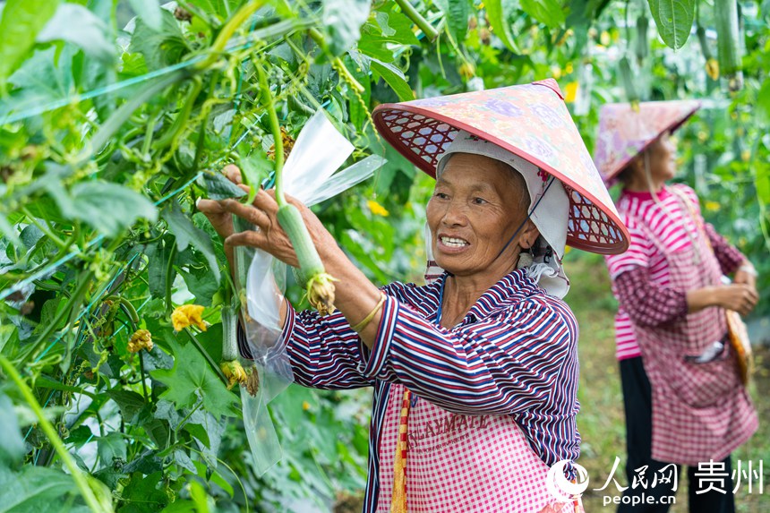 菜農(nóng)在開展套袋作業(yè)。人民網(wǎng) 陽(yáng)茜