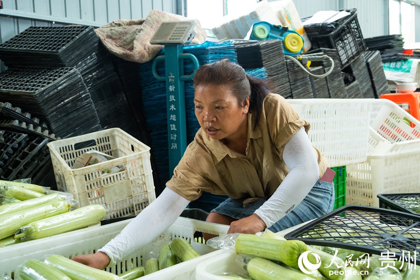 菜農(nóng)正在分揀裝箱。人民網(wǎng) 陽(yáng)茜